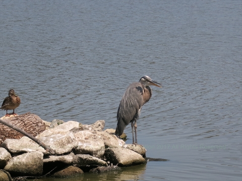 Great Blue Heron in Lost Lagoon in Stanley Park, Vancouver, BC, Canada