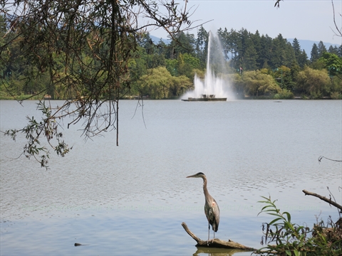 Great Blue Heron at Lost Lagoon in Stanley Park, Vancouver, BC, Canada