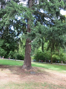 Junior Forest Wardens Tree in Stanley Park, Vancouver, BC, Canada