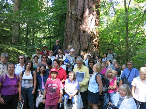 Tall trees tour in Stanley Park, Vancouver, BC, Canada