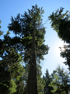 Tall Tree in Stanley Park, Vancouver, BC, Canada
