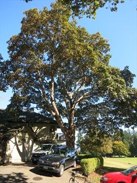 King Edward VII Oak Tree in Stanley Park, Vancouver, BC, Canada
