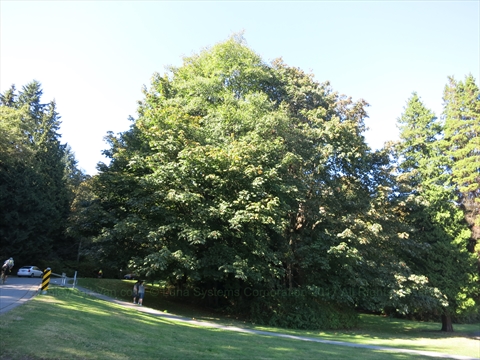King George VI Oak Tree in Stanley Park, Vancouver, BC, Canada