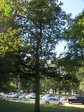 Queen Elizabeth Oak Tree in Stanley Park, Vancouver, BC, Canada