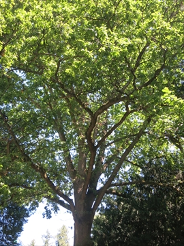 Shakespeare Tercentenary Tree in Stanley Park, Vancouver, BC, Canada